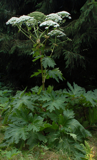 Illustration for article titled This Creepy Invasive Plant Is Wreaking Havoc In North America